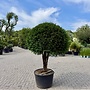 Taxus baccata meerstammig bol