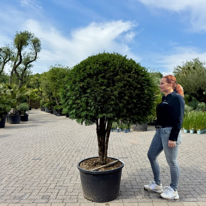Taxus baccata meerstammig bol