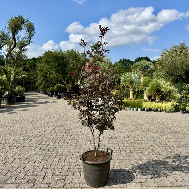 Acer palmatum Bloodgood