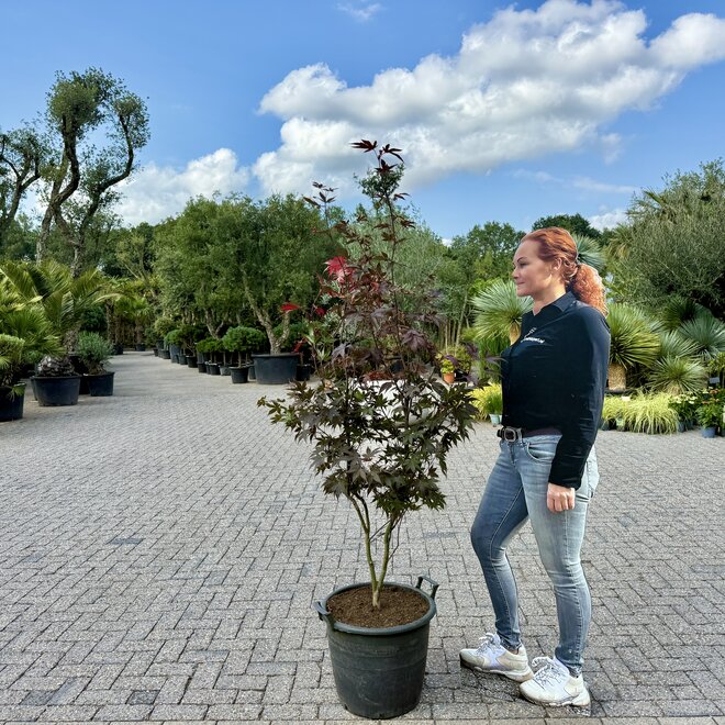 Acer (Japanse esdoorn) palmatum Bloodgood