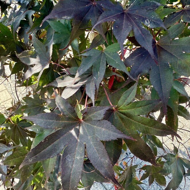 Acer (Japanse esdoorn) palmatum Bloodgood