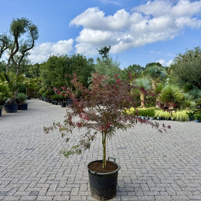 Acer palmatum Garnet