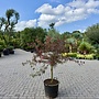 Acer (Japanse esdoorn) palmatum Garnet