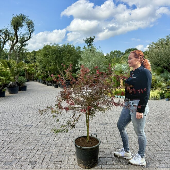 Acer (Japanse esdoorn) palmatum Garnet