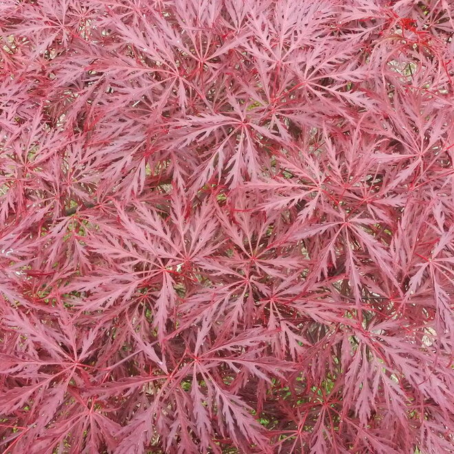 Acer (Japanse esdoorn) palmatum Garnet