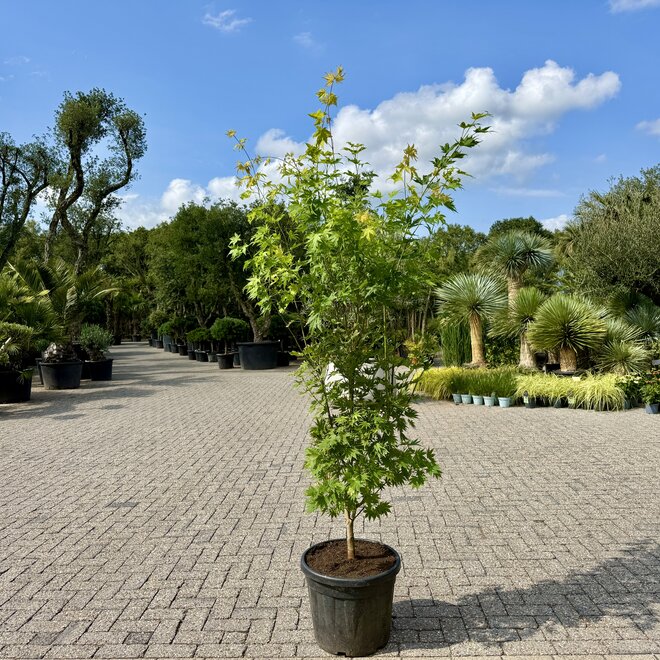 Acer palmatum Orange Dream (Japanse esdoorn)