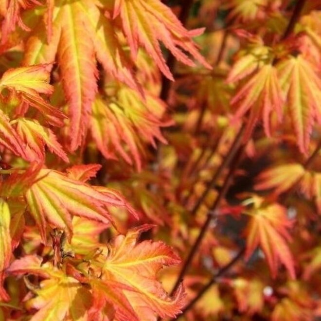Acer palmatum Orange Dream (Japanse esdoorn)