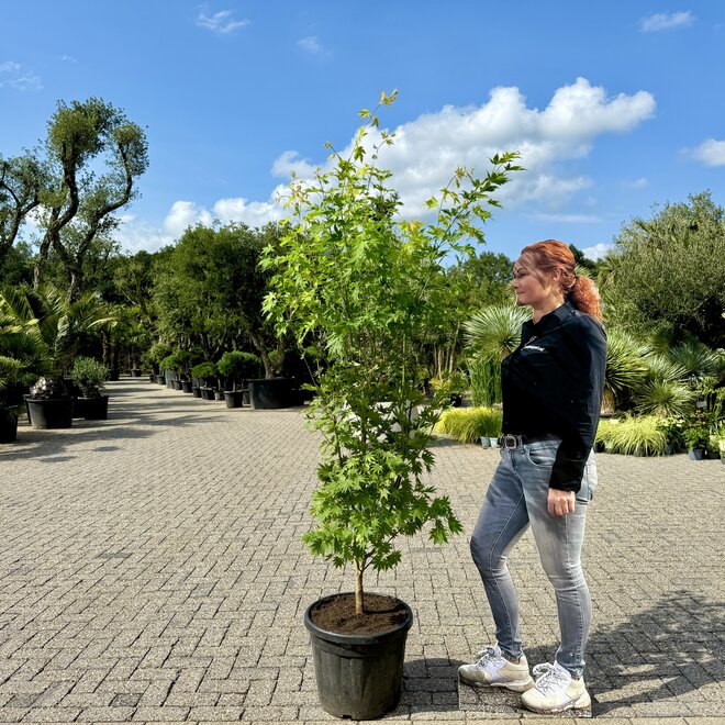 Acer palmatum Orange Dream (Japanse esdoorn)