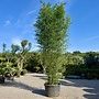 Phyllostachys bissetii 425/450 cm