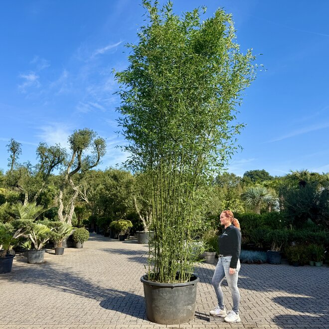 Phyllostachys bissetii 425/450 cm
