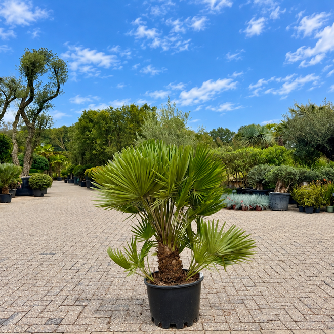 Chamaerops humilis Vulcano 100/120 cm