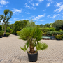 Chamaerops humilis Vulcano 100/120 cm