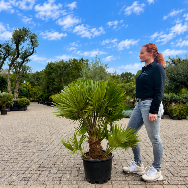 Chamaerops humilis Vulcano 100/120 cm