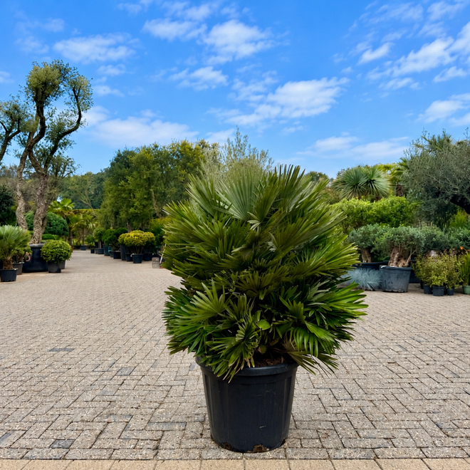 Chamaerops humilis Vulcano