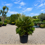 Chamaerops humilis Vulcano