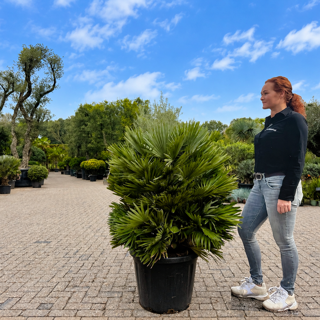 Chamaerops humilis Vulcano