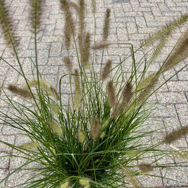 Pennisetum alopecuroides 'Hameln'