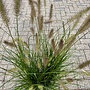 Pennisetum alopecuroides 'Hameln'