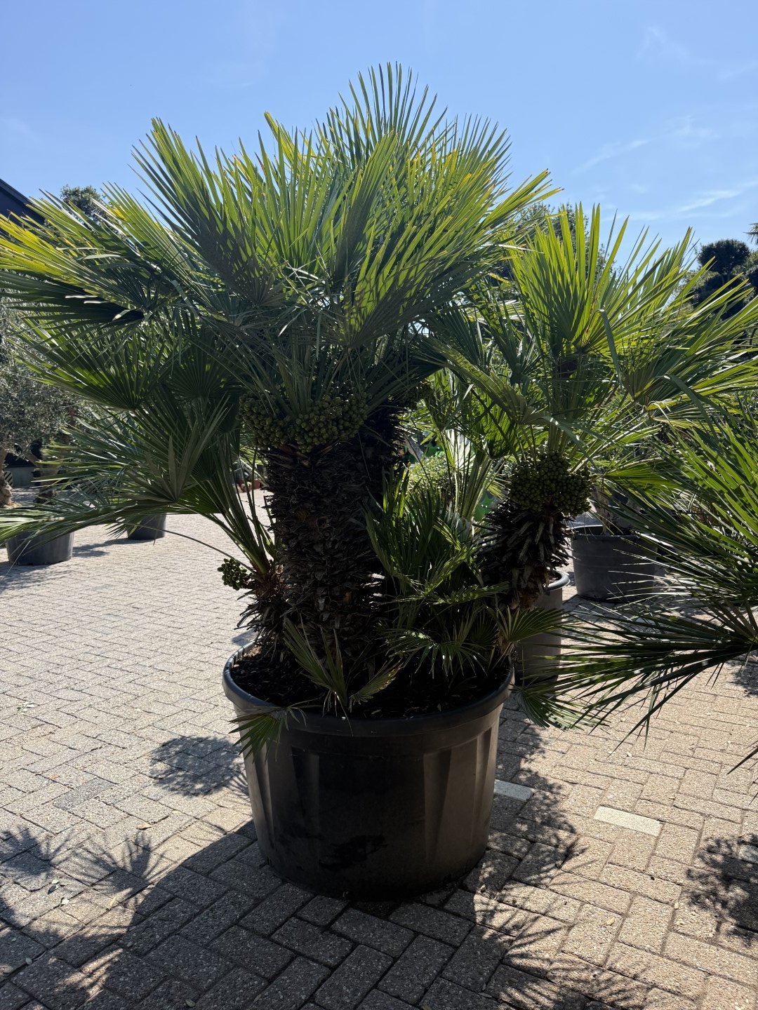 Chamaerops humilis Europese dwergpalm voor een zonnige tuin