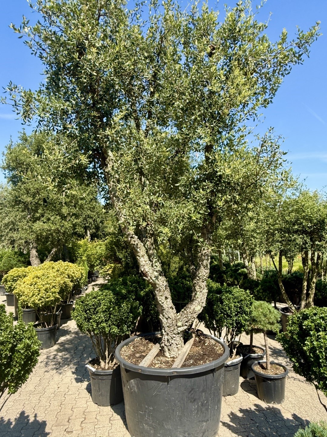Kurkeik Quercus suber als mediterrane boom voor een zonnige tuin