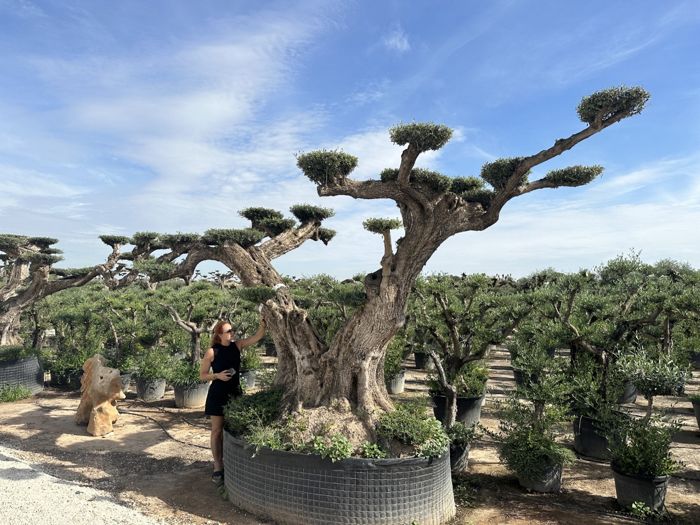 Grote olijfboom Olea europaea geschikt voor een droge zonnige tuin