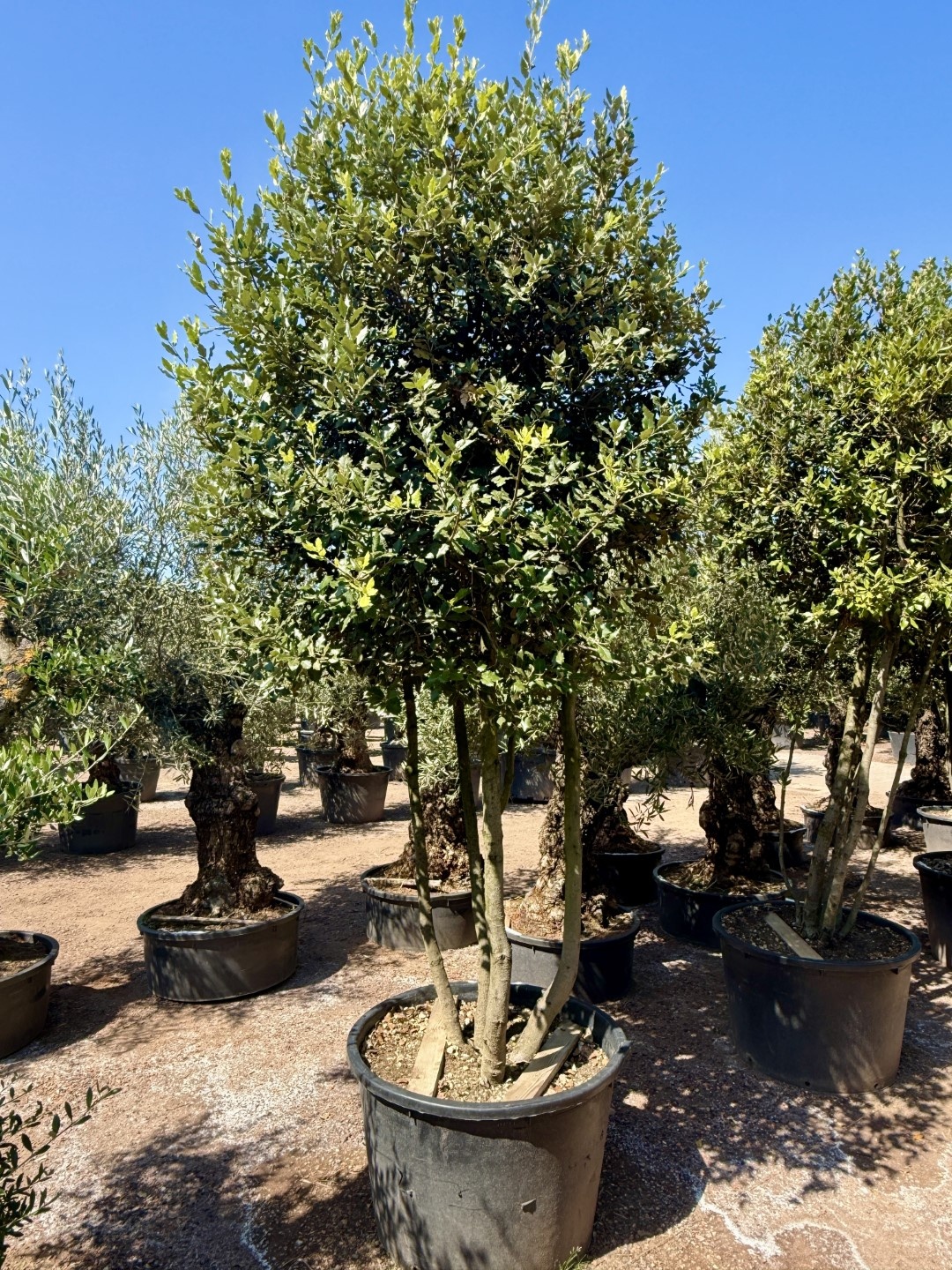 Steeneik Quercus ilex voor een warme droge en mediterrane tuin