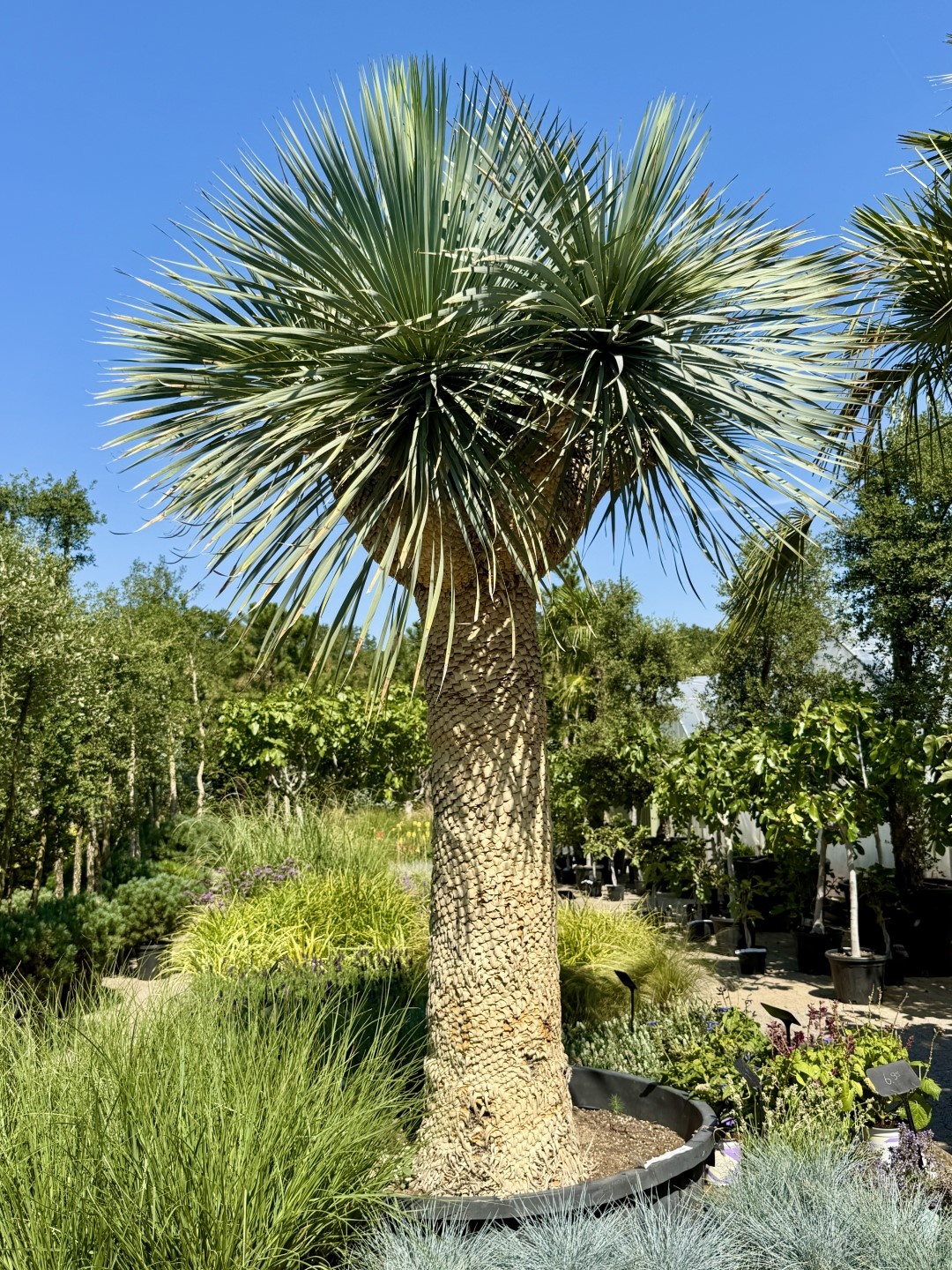 Yucca rostrata voor een zonnige en droge mediterrane tuin
