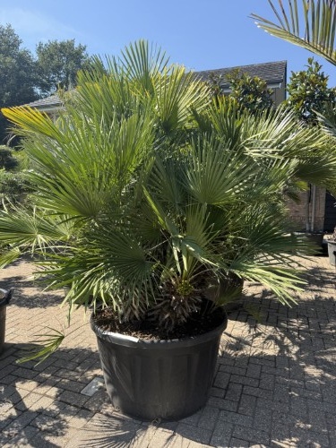 Chamaerops humilis Europese dwergpalm voor Nederlandse tuin