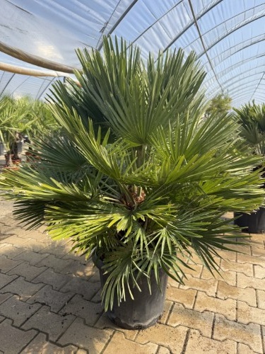 Chamaerops humilis Vulcano compacte winterharde palm