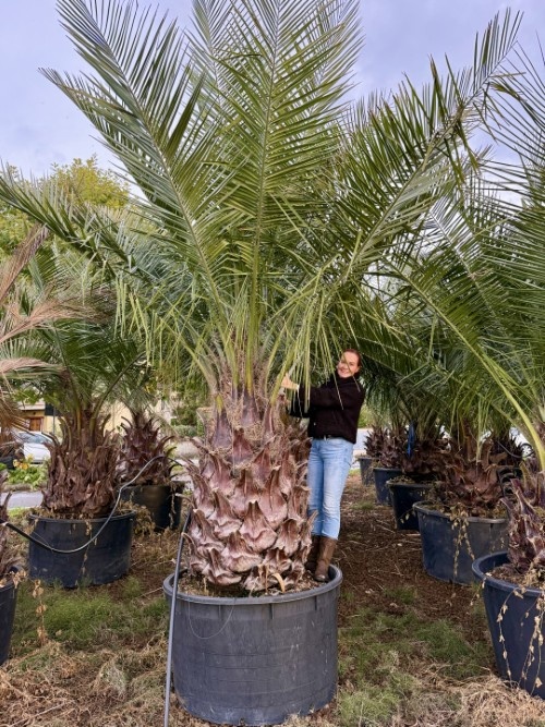 Jubaea chilensis Chileense wijnpalm voor een zonnige tuin