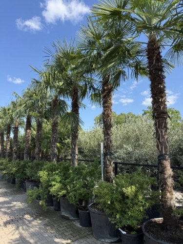 Trachycarpus fortunei winterharde palmboom voor Nederland