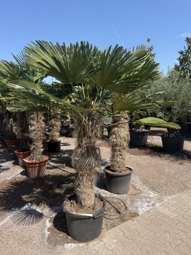 Trachycarpus wagnerianus winterharde palmboom voor een winderige tuin