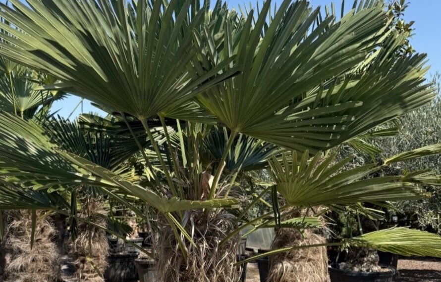 6 winterharde palmbomen voor het Nederlandse klimaat
