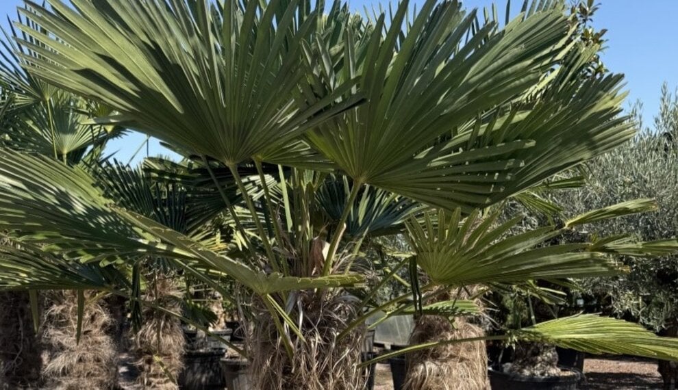 6 winterharde palmbomen voor het Nederlandse klimaat
