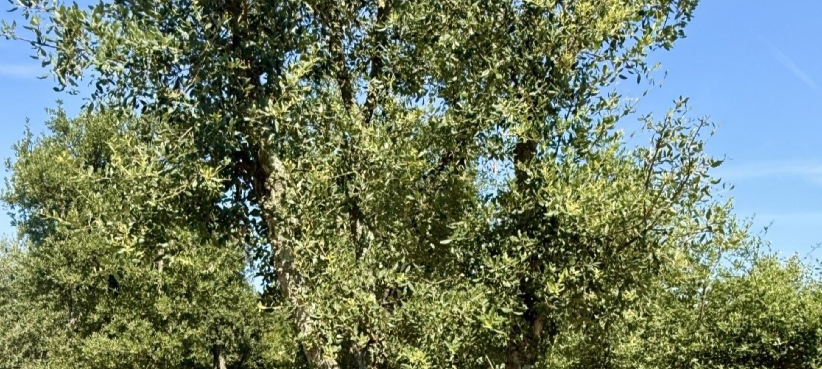 Mediterrane bomen en planten die goed tegen droogte kunnen
