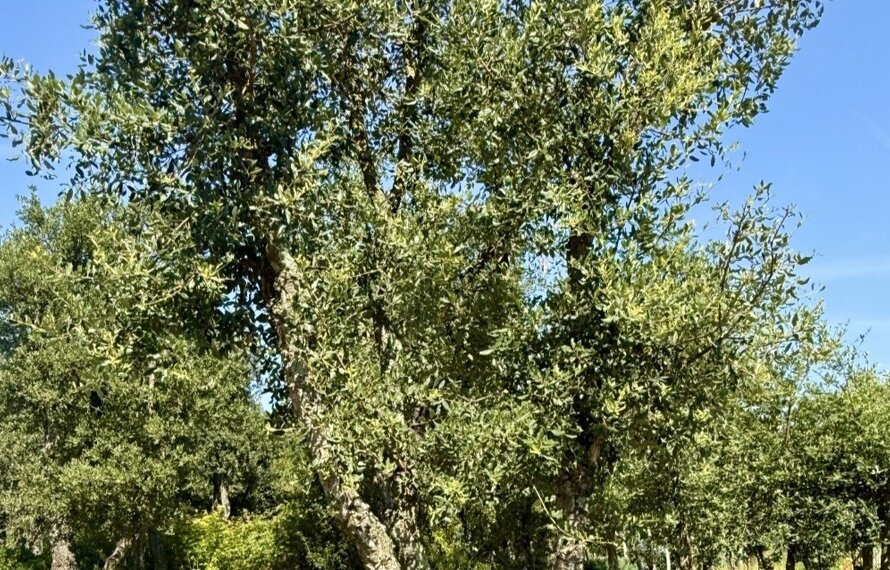 Mediterrane bomen en planten die goed tegen droogte kunnen