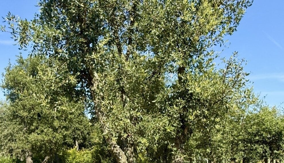 Mediterrane bomen en planten die goed tegen droogte kunnen