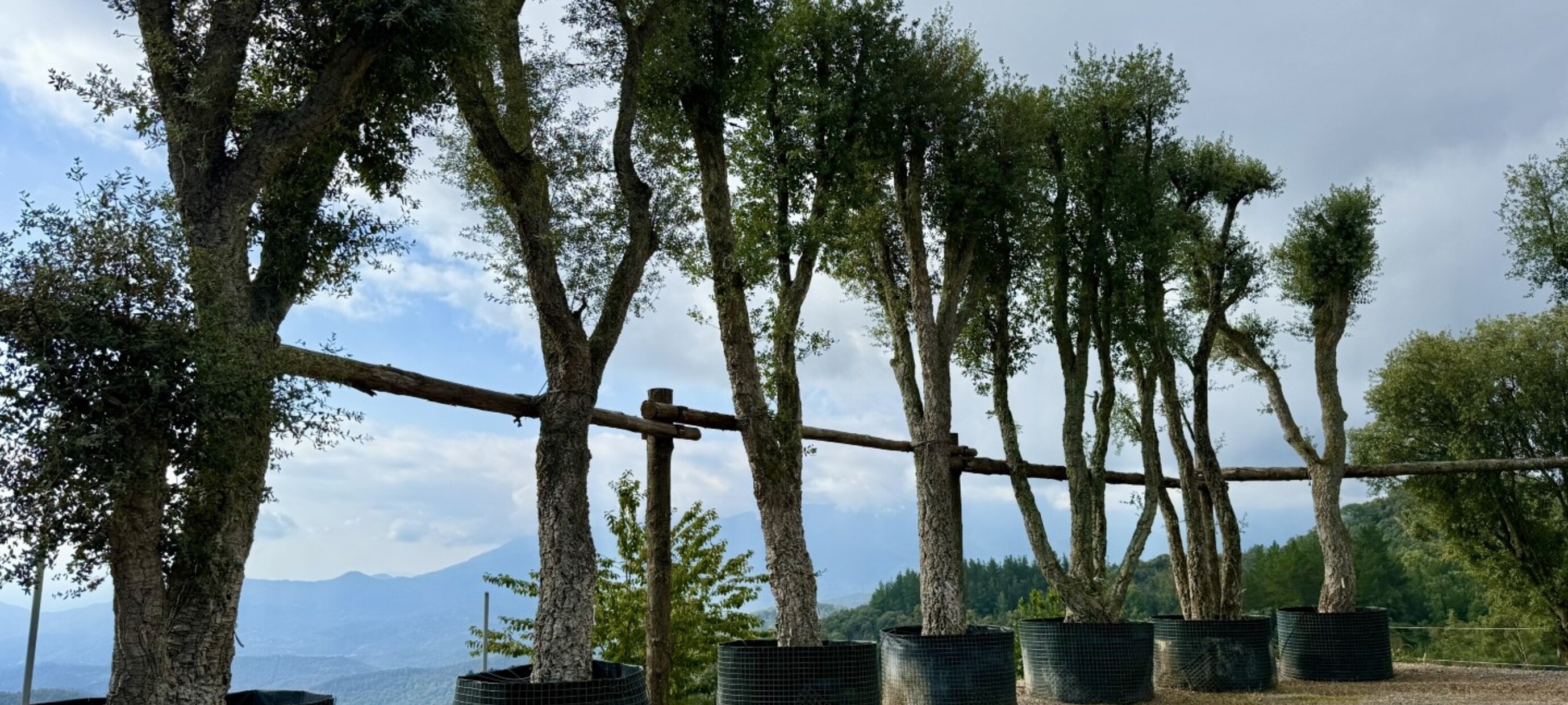 Kurkeik kopen? Ontdek de Quercus suber voor uw tuin