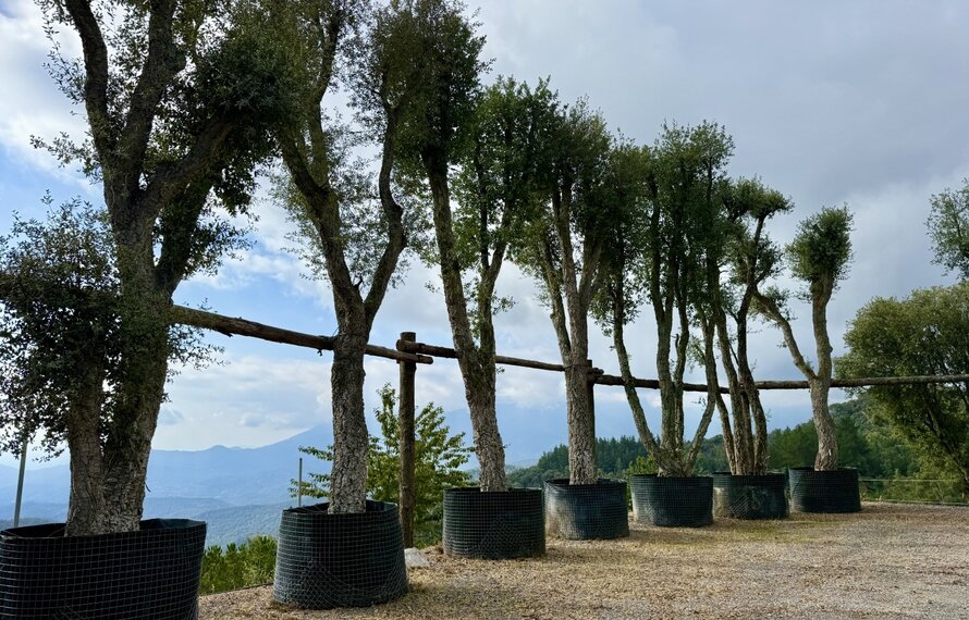 Kurkeik kopen? Ontdek de Quercus suber voor uw tuin