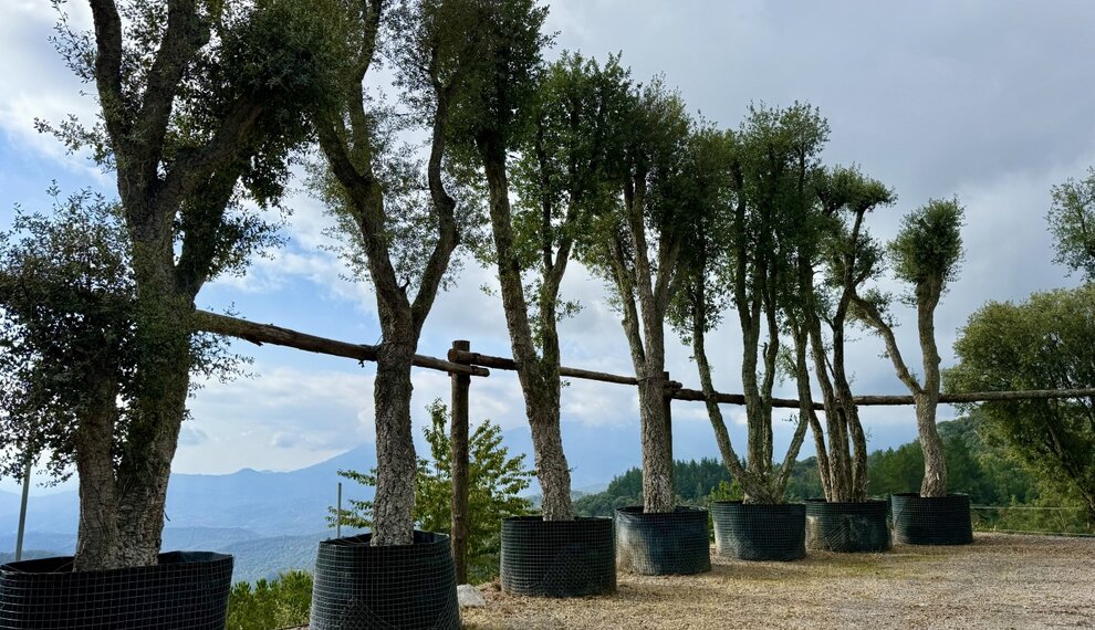 Kurkeik kopen? Ontdek de Quercus suber voor uw tuin