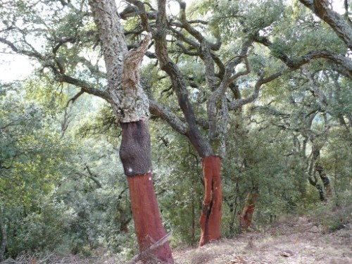 Quercus suber kurkeik met karakteristieke kurkbast