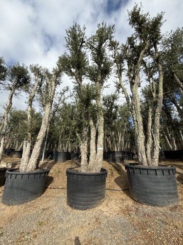 Grote kurkeik Quercus suber van 4 tot 5 meter