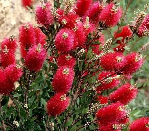 Callistemon