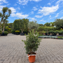 Callistemon viminalis Mini Red