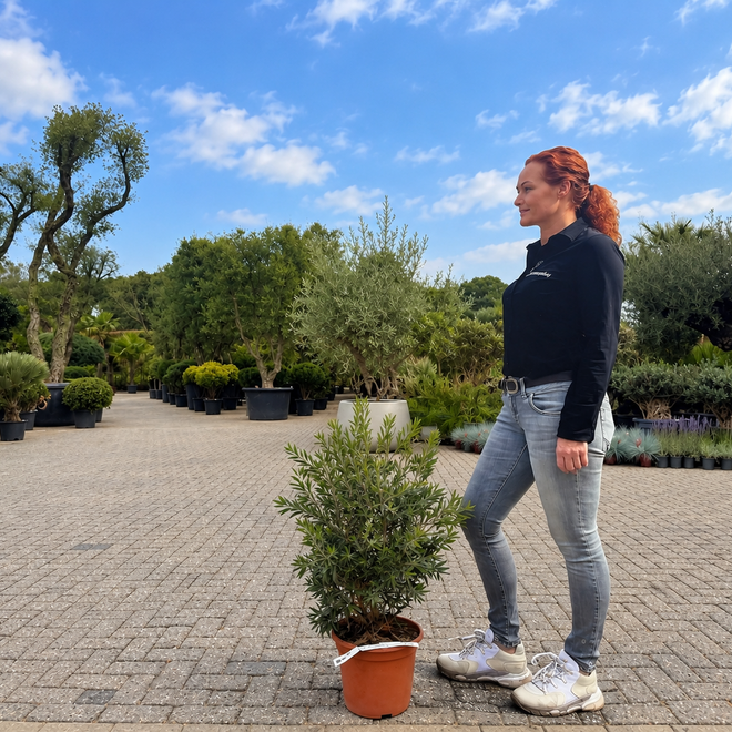 Callistemon viminalis Mini Red