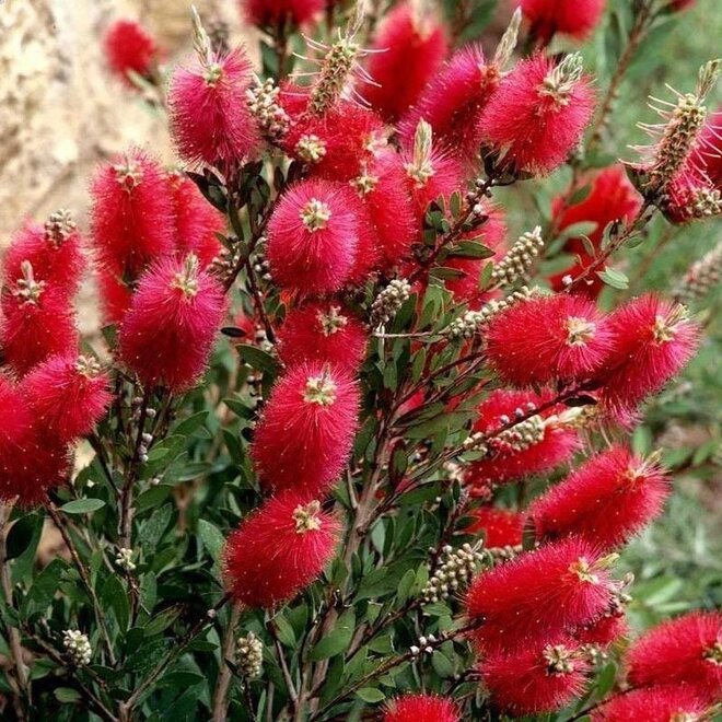 Callistemon viminalis Mini Red