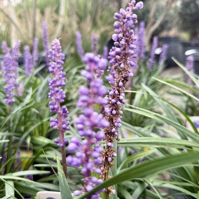 Liriope muscari Moneymaker
