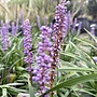Liriope muscari Moneymaker