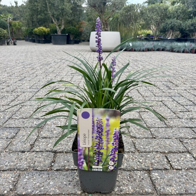 Liriope muscari Moneymaker
