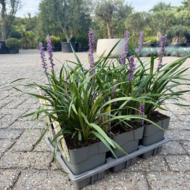 Liriope muscari Moneymaker